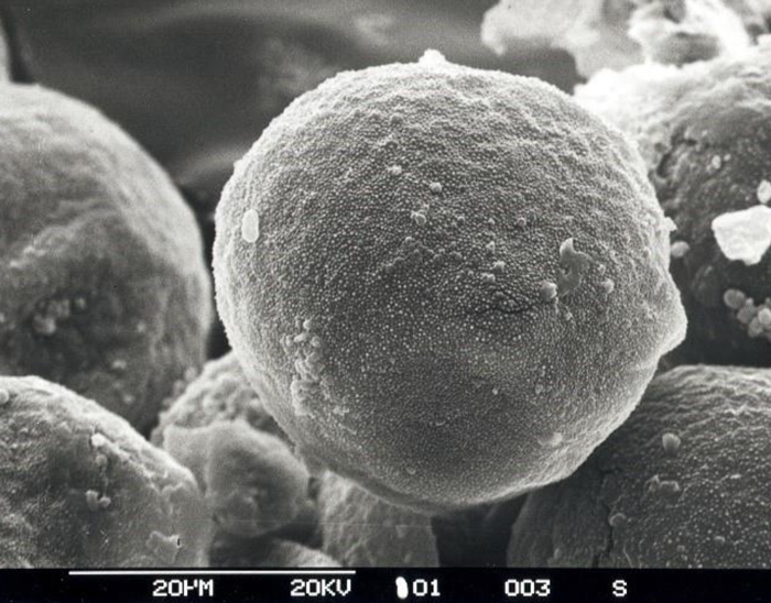 Islington Airborne Allergens Forecast - MetService New Zealand